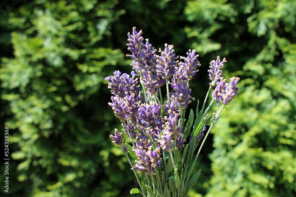 Obraz premium Bunch of fresh lavender flowers on natural green defocused background.