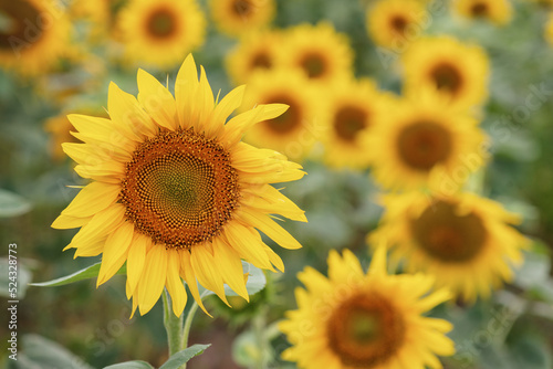 Beautiful bright yellow sunflower  flowering. Summer warm background. Close-up of a sunflower field. Agriculture  harvest concept. Sunflower seeds  vegetable oil