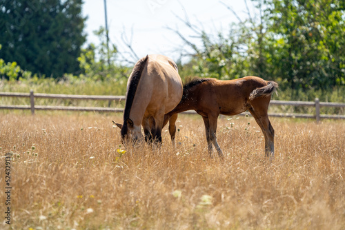 horse and foal in an orange field on a sunny day. Baby horse near a mother. © LDC