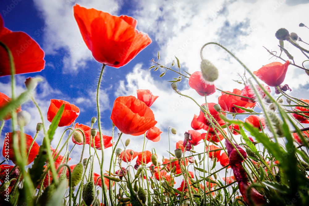 Obraz premium Papaver rhoeas, amapola silvestre, Porreres, Mallorca, islas baleares, Spain