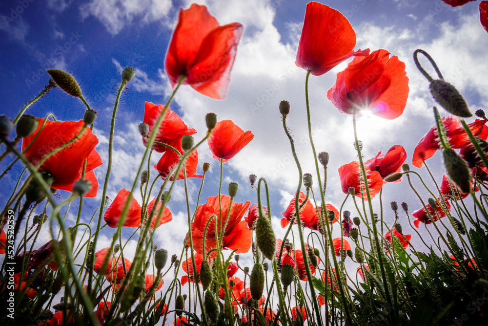 Obraz premium Papaver rhoeas, amapola silvestre, Porreres, Mallorca, islas baleares, Spain