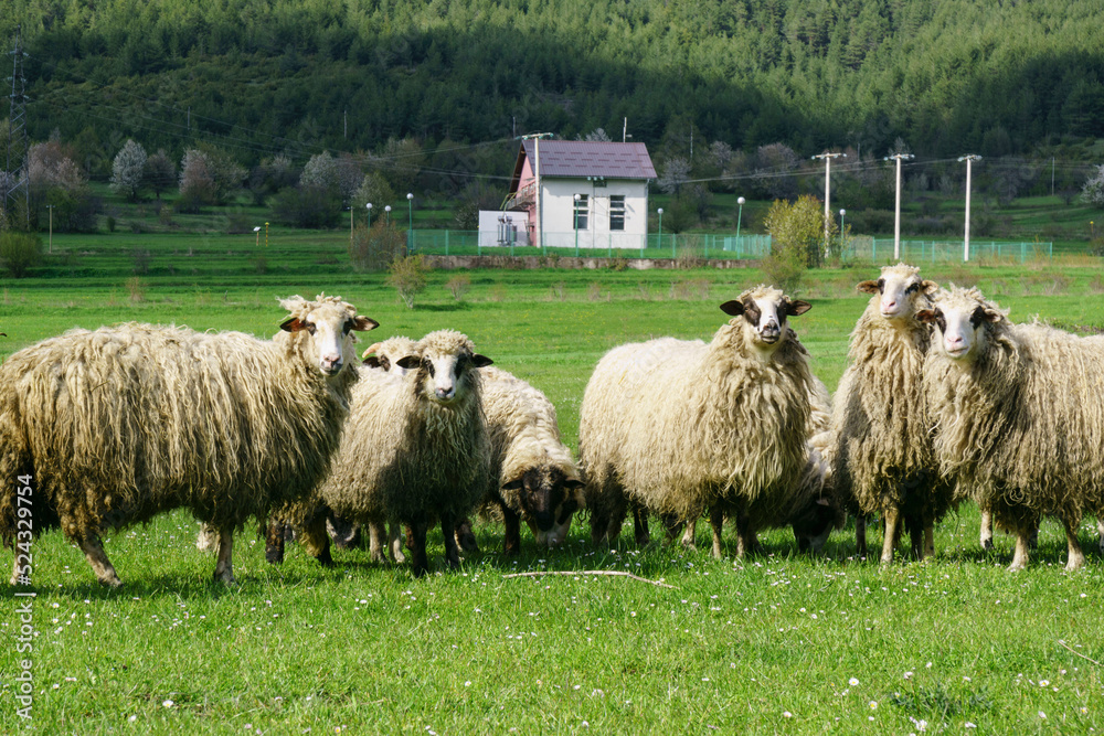 rebaño de ovejas cerca de Vrhovine, parque nacional plivitze, Croacia, europa