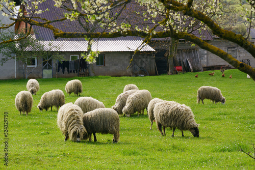 rebaño de ovejas cerca de Vrhovine, parque nacional plivitze, Croacia, europa