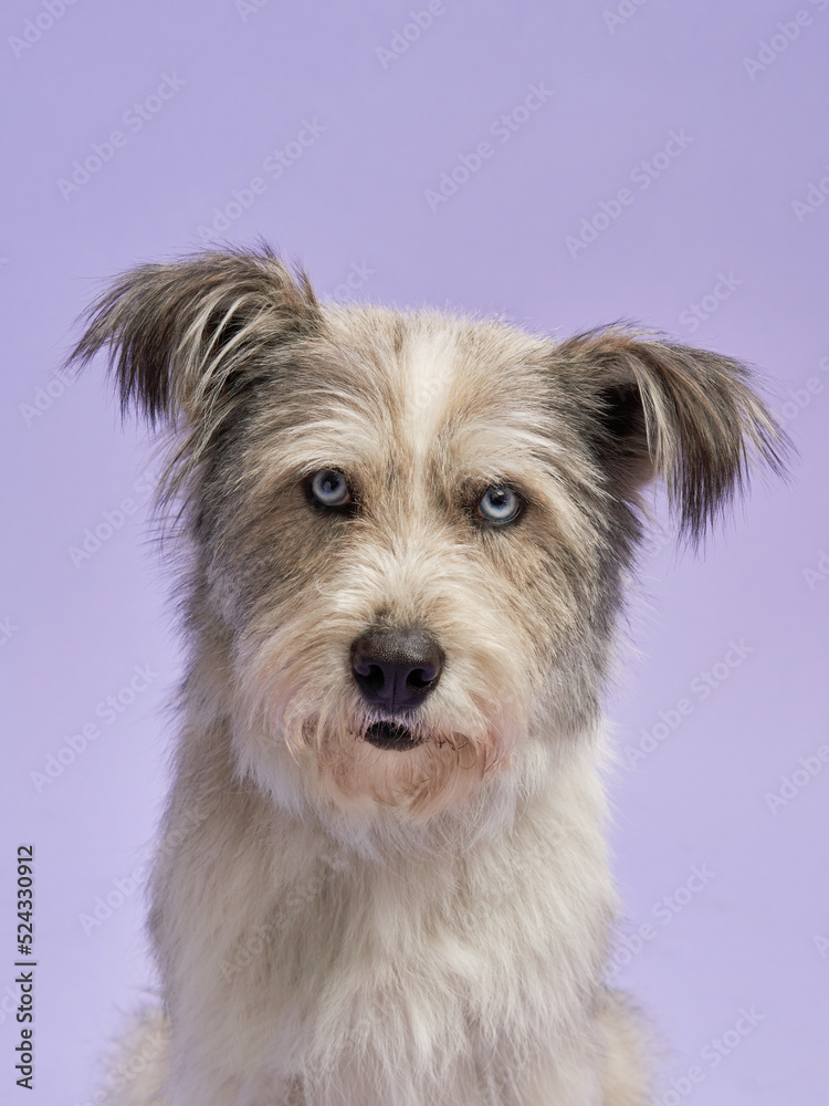 portrait of a beautiful pet on lilac background. shaggy dog with blue eyes Mix of breeds. Happy animal in the studio
