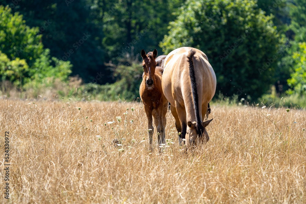 Naklejka premium horse and foal in an orange field on a sunny day. Baby horse near a mother.