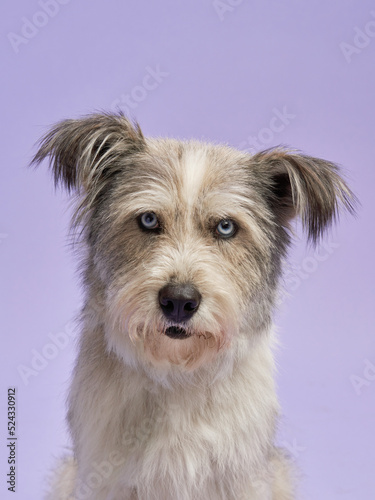 portrait of a beautiful pet on lilac background. shaggy dog with blue eyes Mix of breeds. Happy animal in the studio