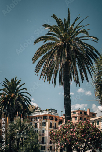 Palme in Italien. © David