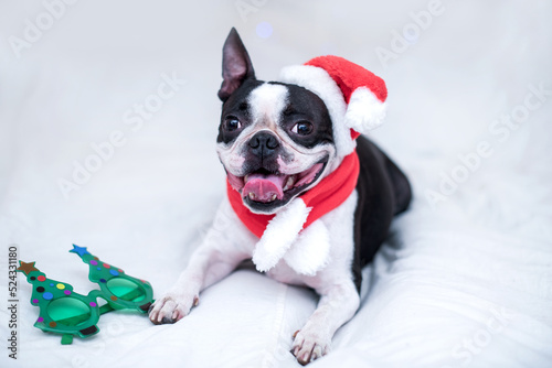 A happy and cheerful Boston Terrier dog in a Santa Claus hat smiles and sticks out his tongue on the white bed at home. The concept of New Year and Christmas.