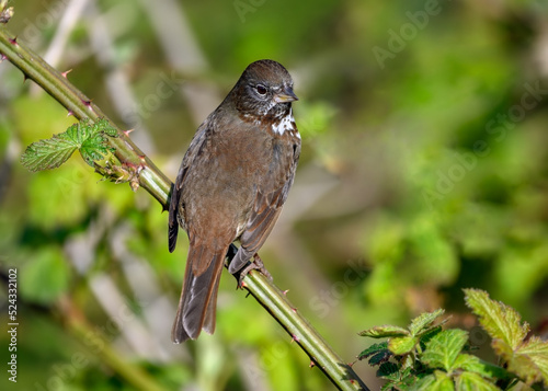 Fox Sparrow (Passerella iliaca), perching on brunch, British Columbia, Canada