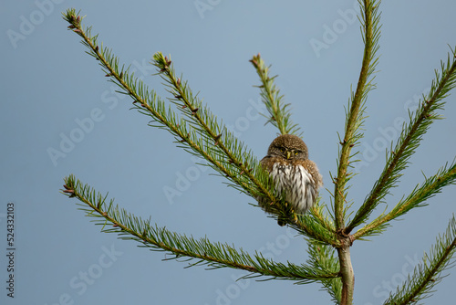 Northern pygmy owl (Glaucidium californicum) perching on a branch in British Columbia