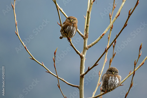 Northern pygmy owl (Glaucidium californicum) perching on a branch in British Columbia