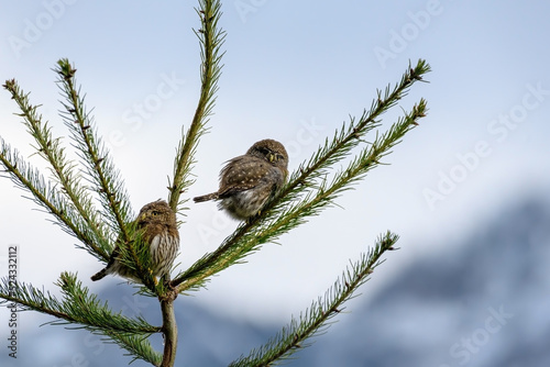 Northern pygmy owl (Glaucidium californicum) perching on a branch in British Columbia