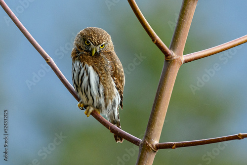 Northern pygmy owl (Glaucidium californicum) perching on a branch in British Columbia