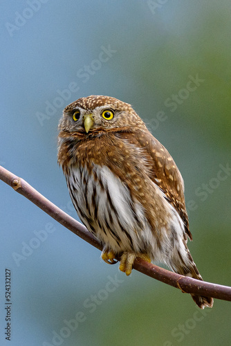 Northern pygmy owl (Glaucidium californicum) perching on a branch in British Columbia