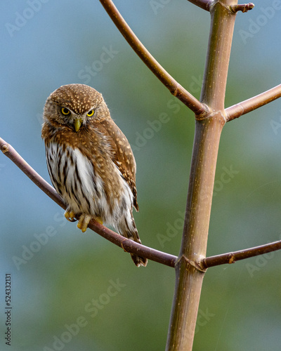 Northern pygmy owl (Glaucidium californicum) perching on a branch in British Columbia