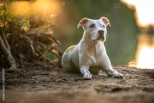 pit bull terrier on the shore of the lake, dog in nature at sunset