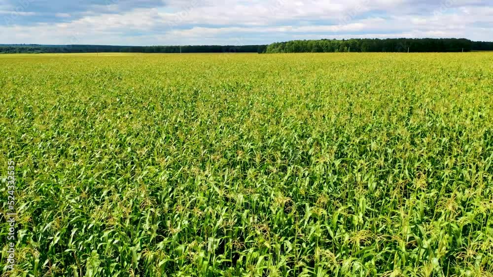 Aerial view of a field of genetically modified corn. The concept of solutions to the problems of hunger. Aerial view of a field of genetically modified corn. The concept of solutions to the problems of hunger.