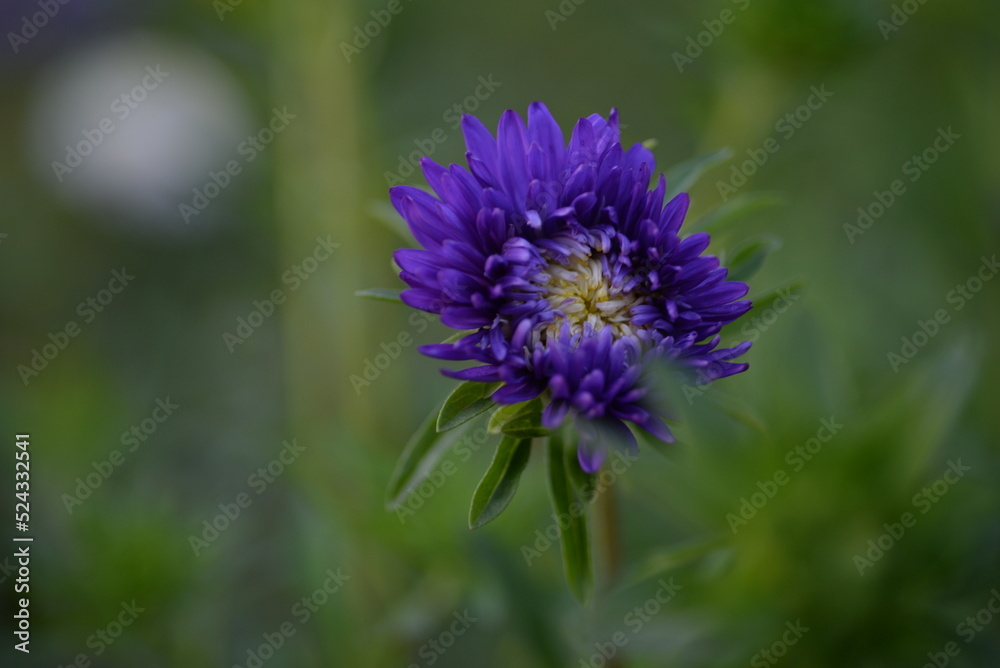 asters, pink, flowers, asters pink, autumn, flowers, asters close-up, photo in good quality, photo close-up, background, aster buds,
purple, school, flowers, white asters asters, pink, flowers, asters pink, autumn, flowers, asters close-up, photo in good quality, photo close-up, background, aster buds,
purple, school, flowers, white asters