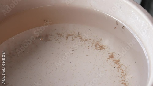 Mosquito larva squirming in standing water West Nile Dangers Malaria outbreak pond testing