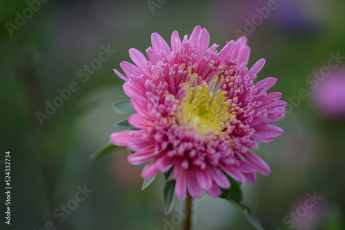 asters  pink  flowers  asters pink  autumn  flowers  asters close-up  photo in good quality  photo close-up  background  aster buds   purple  school  flowers  white asters