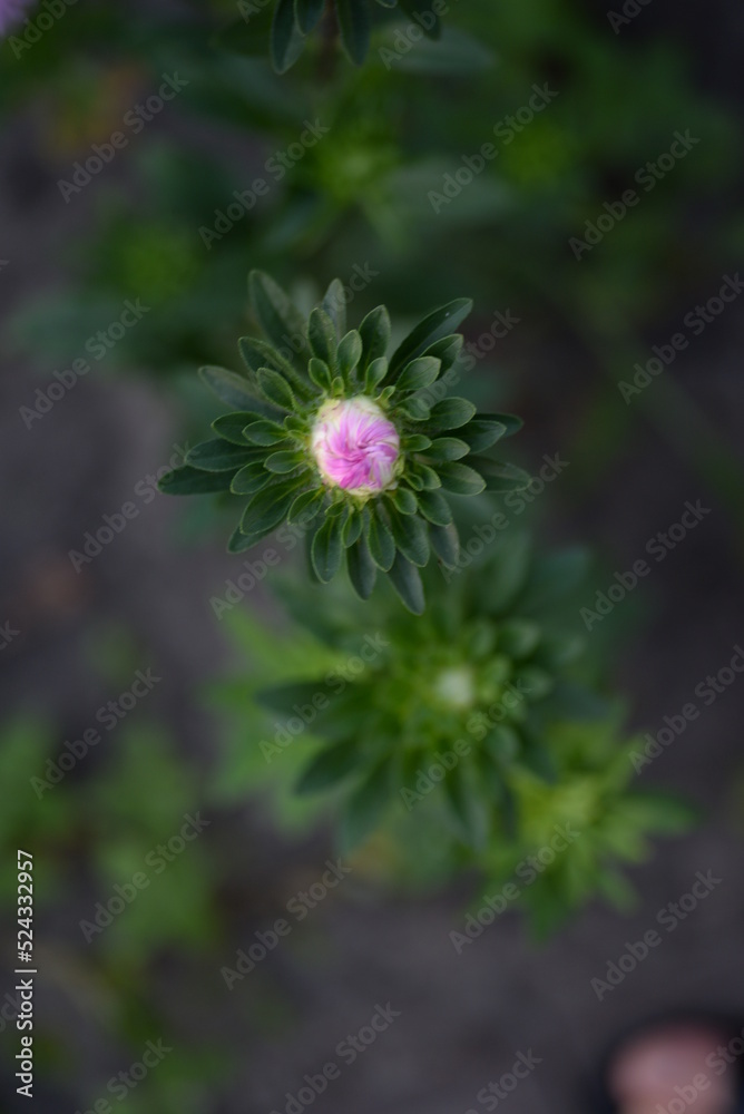 asters, pink, flowers, asters pink, autumn, flowers, asters close-up, photo in good quality, photo close-up, background, aster buds,
purple, school, flowers, white asters asters, pink, flowers, asters pink, autumn, flowers, asters close-up, photo in good quality, photo close-up, background, aster buds,
purple, school, flowers, white asters