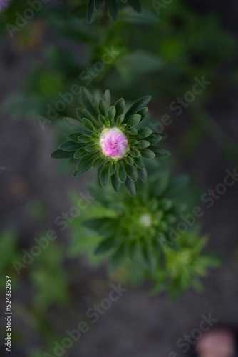 asters, pink, flowers, asters pink, autumn, flowers, asters close-up, photo in good quality, photo close-up, background, aster buds, purple, school, flowers, white asters