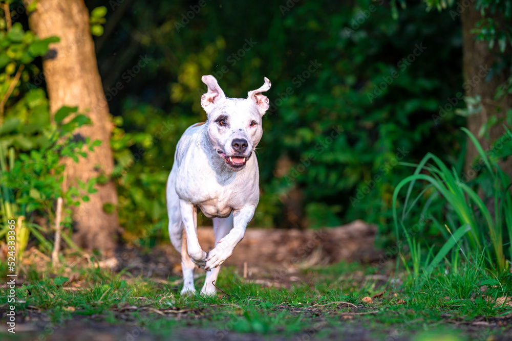 pit bull terrier runs along a forest path between grass and trees