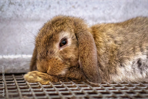 A cute small baby bunny in a cage.  Rabbit was raised as a 4H project and displayed at a fair in Upstate NY. photo
