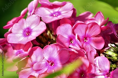 pink and purple flowers © стрекоза