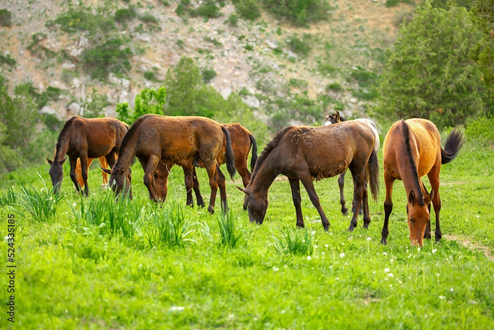 Horse and newborn foal on the background of mountains, a herd of horses graze in a meadow in summer and spring, the concept of cattle breeding, with place for text. Horse and newborn foal on the background of mountains, a herd of horses graze in a meadow in summer and spring, the concept of cattle breeding, with place for text.