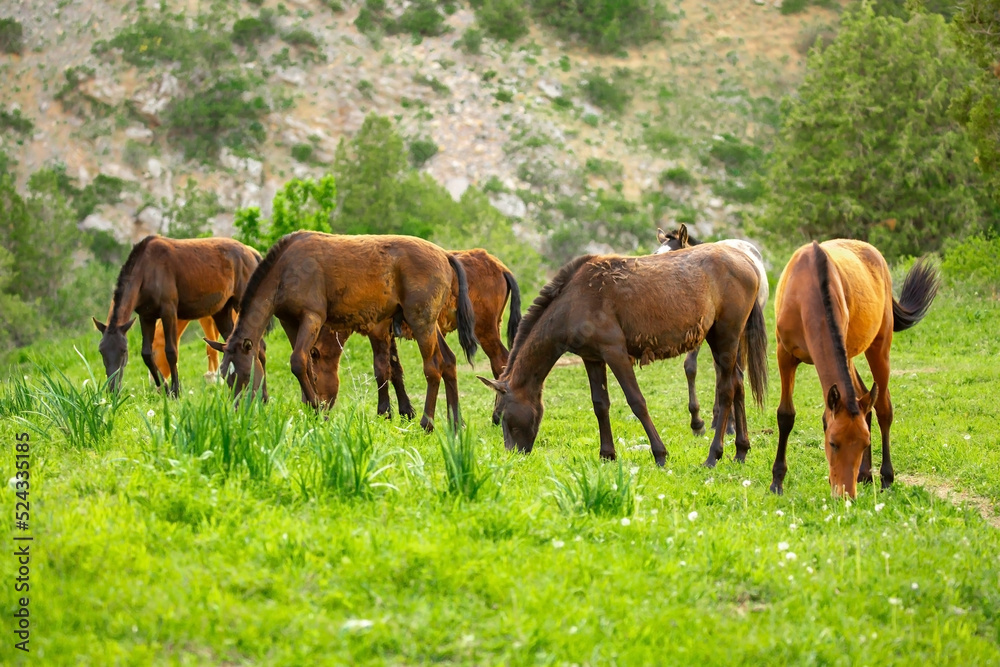 Horse and newborn foal on the background of mountains, a herd of horses graze in a meadow in summer and spring, the concept of cattle breeding, with place for text.