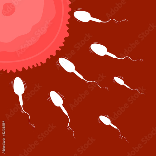 Sperm and egg cell, Fertilization vector