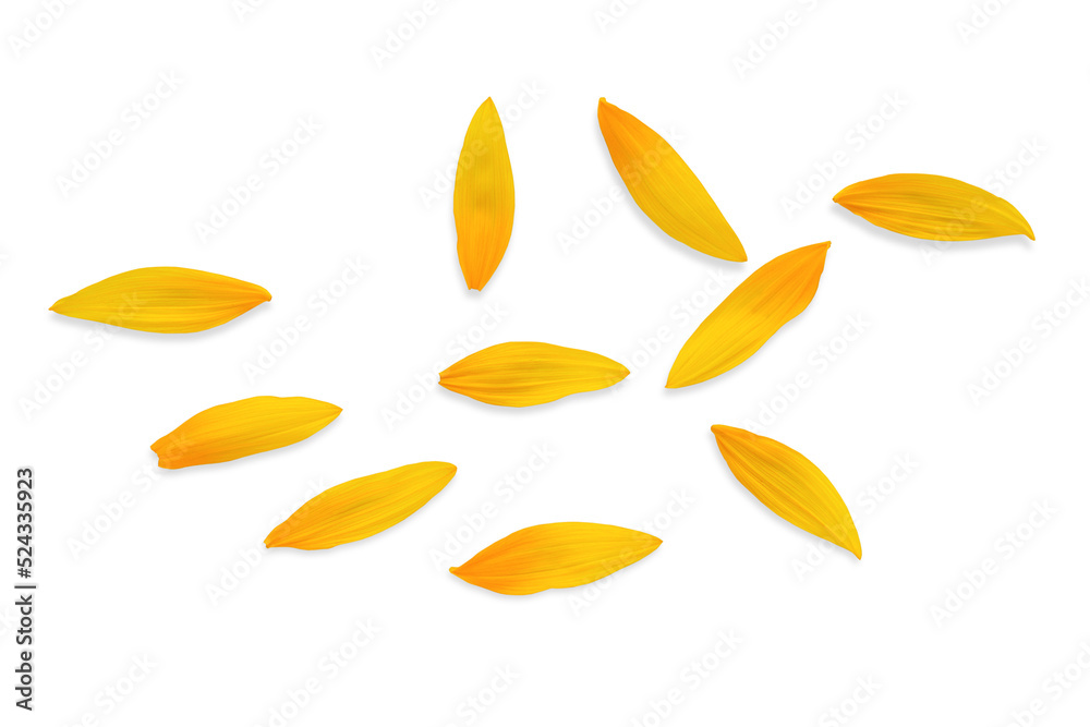 sunflower petals scattered on a white background sunflower petals scattered on a white background