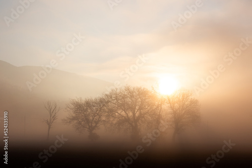 Group of trees in the middle of fog at dawn