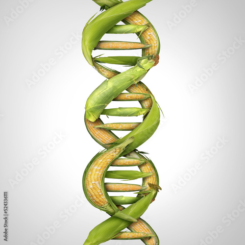 Genetically modified crop and GMO food or engineered agriculture concept using biotechnology and genetic manipulation through biology science as corn shaped in a DNA strand symbol.