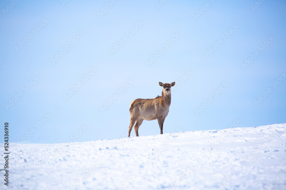 Deer in the snow in the natural streak of the nature reserve in the mountains. The symbol of the New Year and Christmas of the team of Santa Claus, the leader of the pack of the leader of the reindeer Deer in the snow in the natural streak of the nature reserve in the mountains. The symbol of the New Year and Christmas of the team of Santa Claus, the leader of the pack of the leader of the reindeer