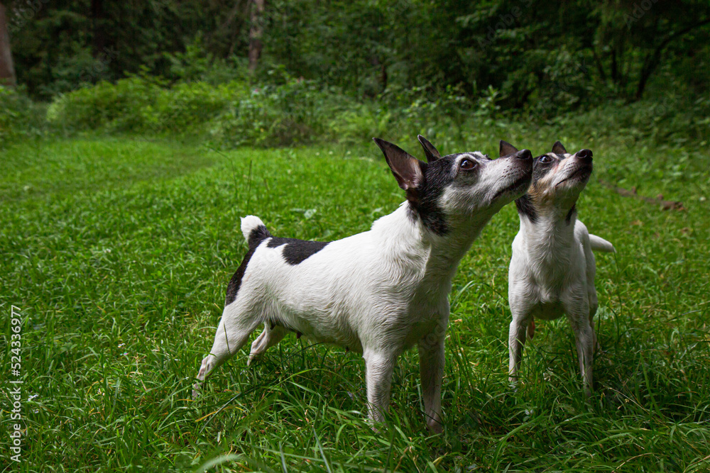 American Toy Fox terriers.