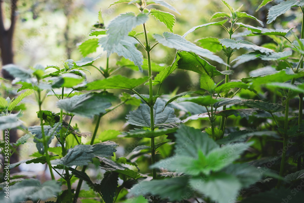 Obraz premium Stinging Nettles