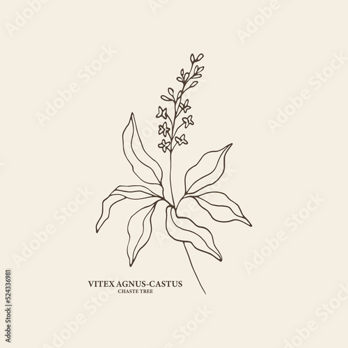 Hand drawn vitex branch illustration