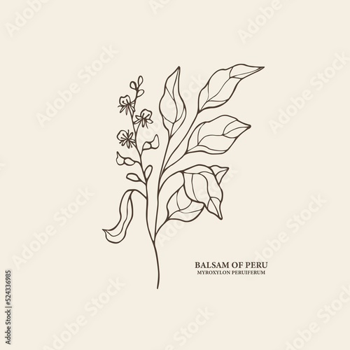 Hand drawn Balsam of Peru branch illustration photo