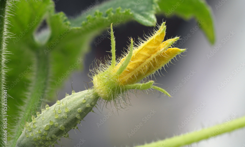 Flowering cucumber plant with an ovary on a natural blurred background. Selective focus. Flowering cucumber plant with an ovary on a natural blurred background. Selective focus.