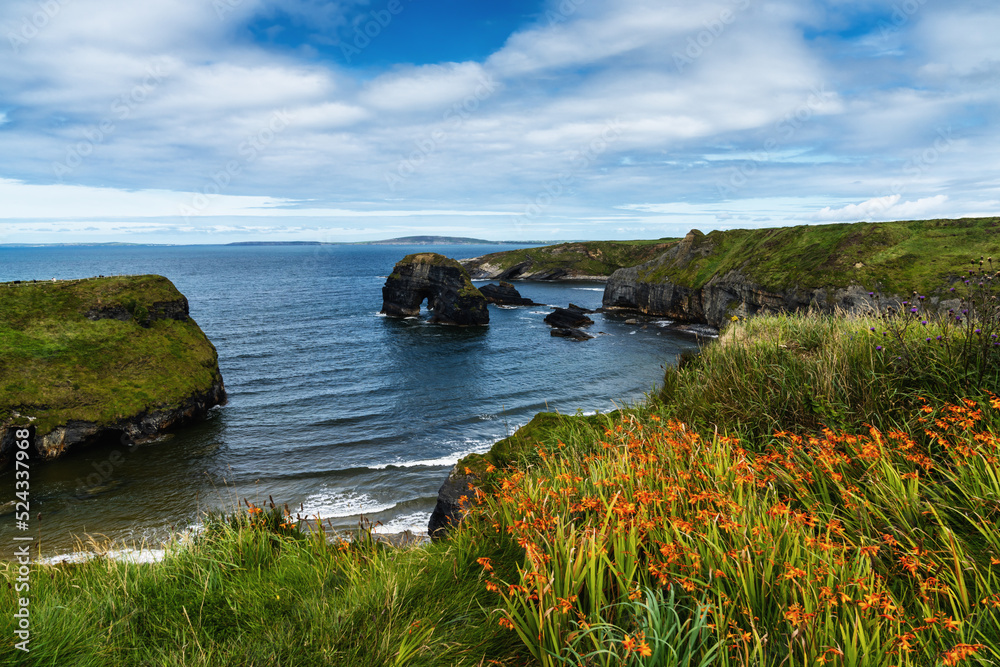 Obraz premium view of the cliffs and wild shoreline at Ballybunion in County Kerry with colorful summer wildflowers