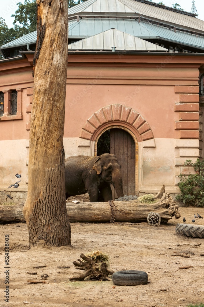 Fototapeta premium Elephant isolated in the zoo habitat