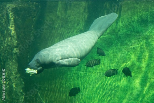 Manatee, sea cow in the zoo aquarium
