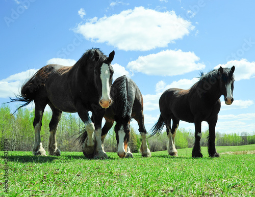 three Clydesdale horses on the pasture under summer sun © LaurieSH