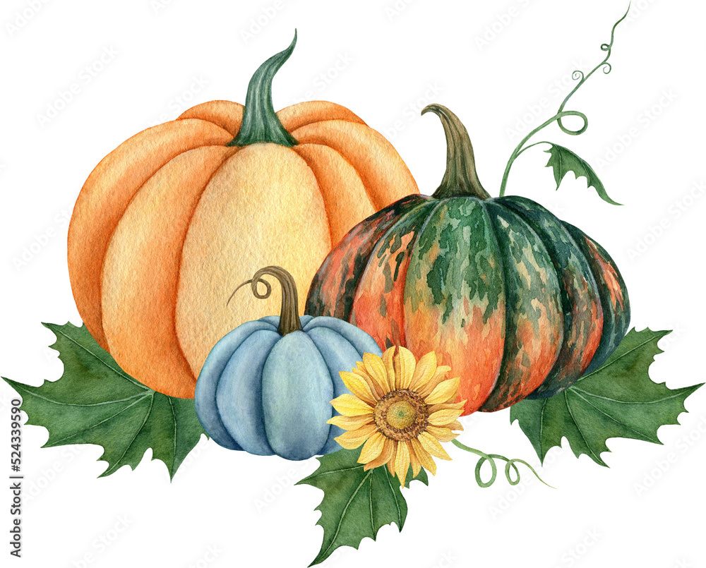 Watercolor pumpkins with leaves and sunflower, Fall illustration isolated on the white background