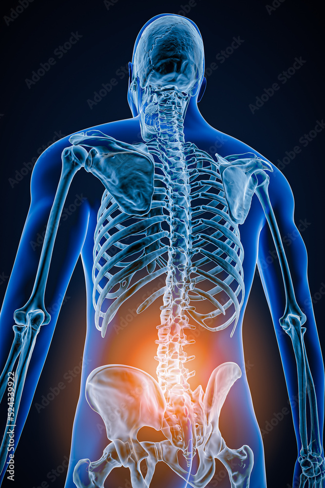 Posterior or back view of human spine or spinal column with ...