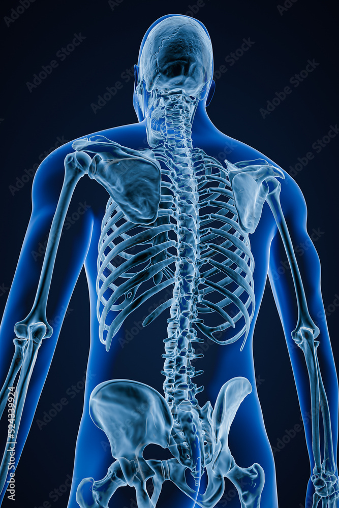 Xray image of low angle posterior or back view of accurate human