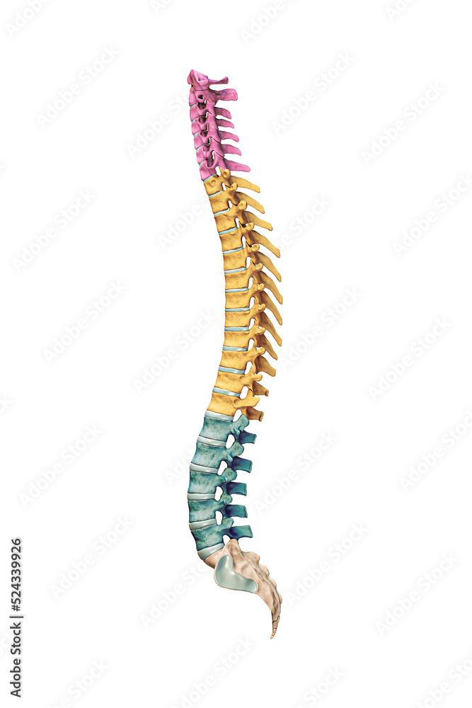 Lateral or profile view of accurate human spine bones with cervical, thoracic and lumbar vertebrae in color isolated on white background 3D rendering illustration. Anatomy, osteology concept. Lateral or profile view of accurate human spine bones with cervical, thoracic and lumbar vertebrae in color isolated on white background 3D rendering illustration. Anatomy, osteology concept.