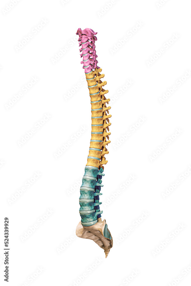 Three-quarter anterior or front view of accurate human spine bones with cervical, thoracic and lumbar vertebrae in color isolated on white background 3D rendering illustration. Anatomy concept. Three-quarter anterior or front view of accurate human spine bones with cervical, thoracic and lumbar vertebrae in color isolated on white background 3D rendering illustration. Anatomy concept.